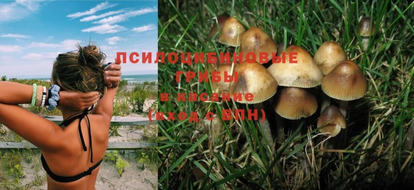 прущие грибы Верхний Тагил